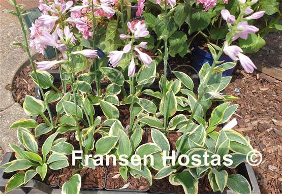 Hosta Twice as Mice